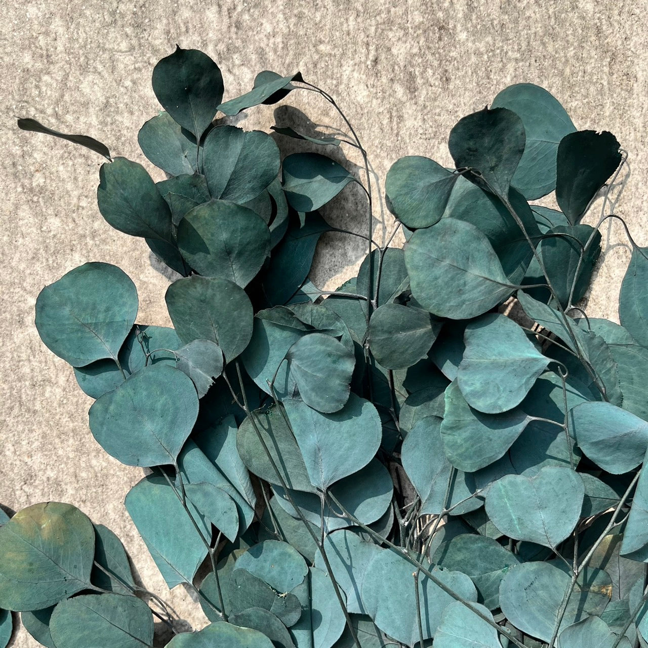 ✿ 台灣現貨 ✿ PL003 DL003 蘋果葉尤加利