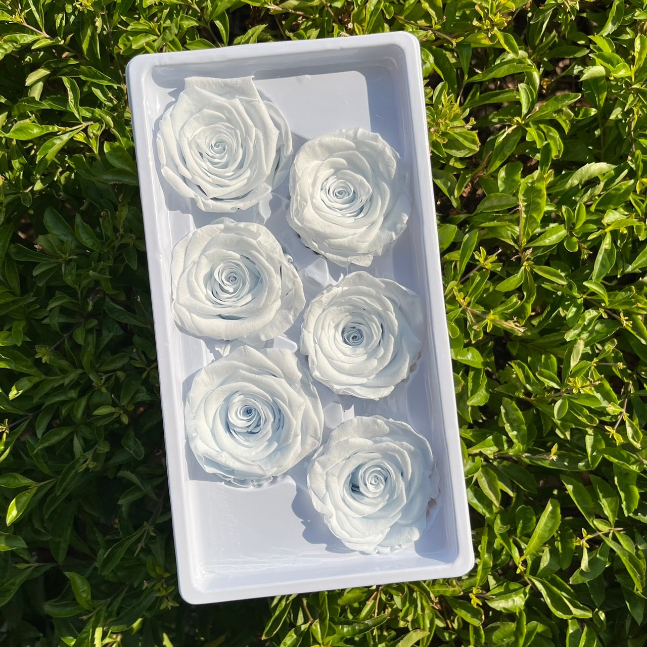 *** R06 永生玫瑰 5~6cm玫瑰 A級 6朵裝 不凋花 小香風玫瑰 色彩款式齊全 莫蘭迪