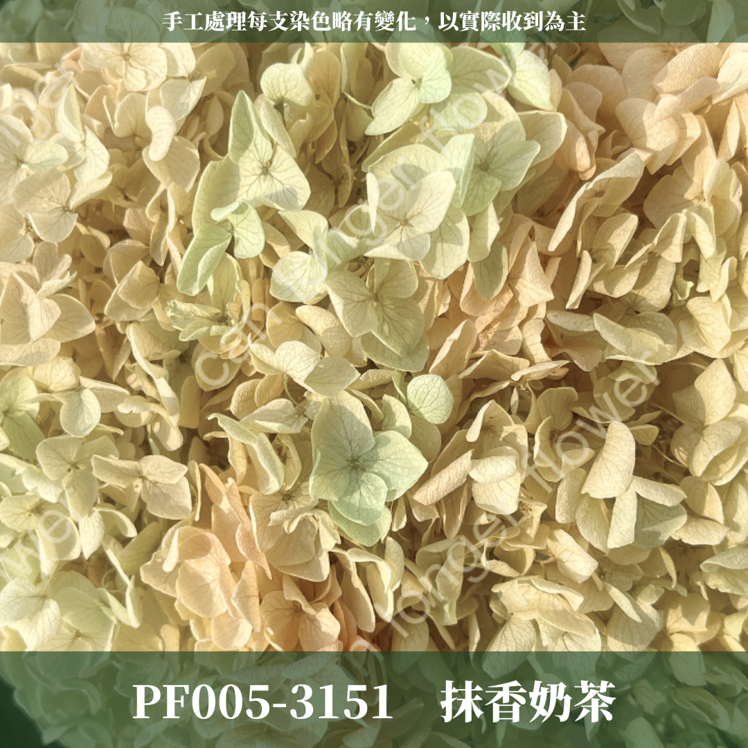 PF005 安娜繡球 單支 繡球花 台灣現貨 繡球 紫陽花