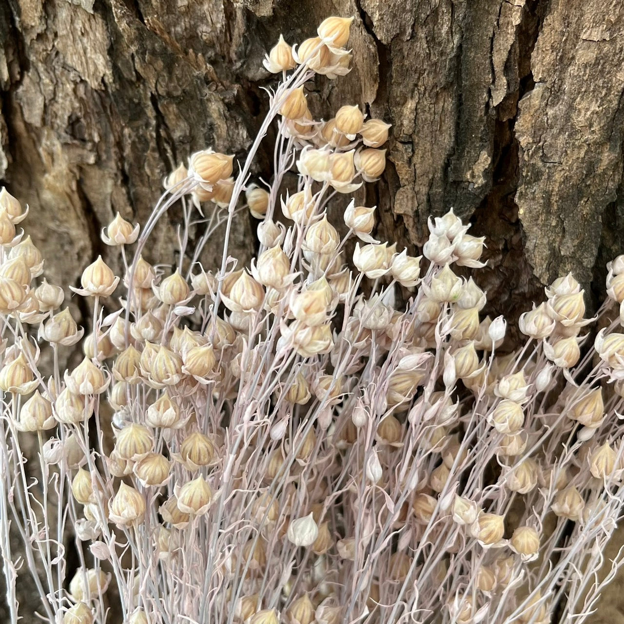 ✿ 台灣現貨 ✿ DA015 臨花