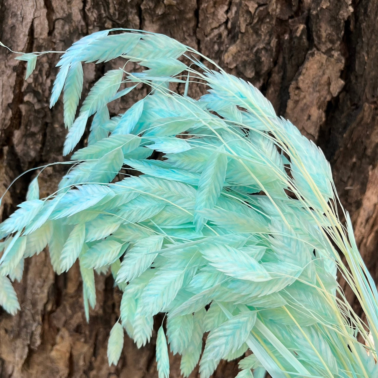 【台灣現貨】PA013小判草 小盼草 大凌風草 永生 吸色/漂色 原裝/小份 捧花 攝影道具 室內裝飾