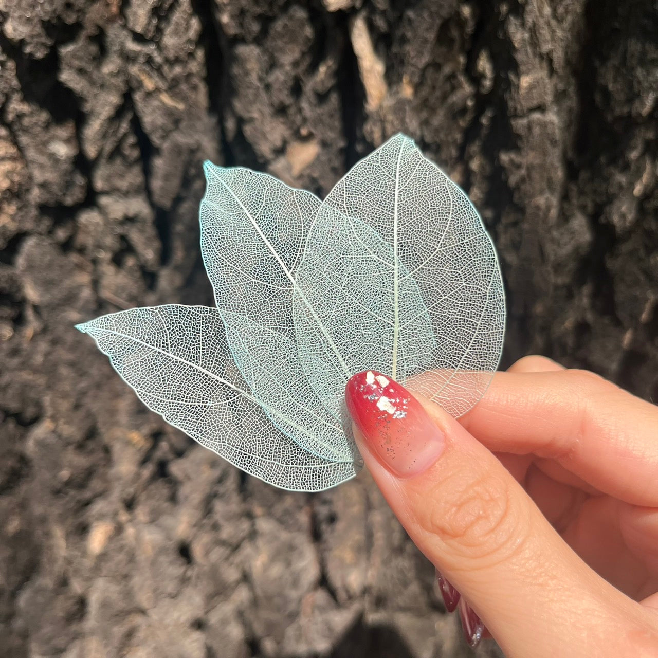 DA052 葉脈 骨架葉 永生葉材 葉片 橡栗葉 橡葉 貝克斯葉 腐蝕葉 DIY批發 手作花材 室內居家裝