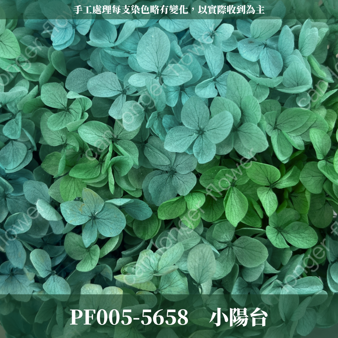 PF005 安娜繡球 單支 繡球花 台灣現貨 繡球 紫陽花