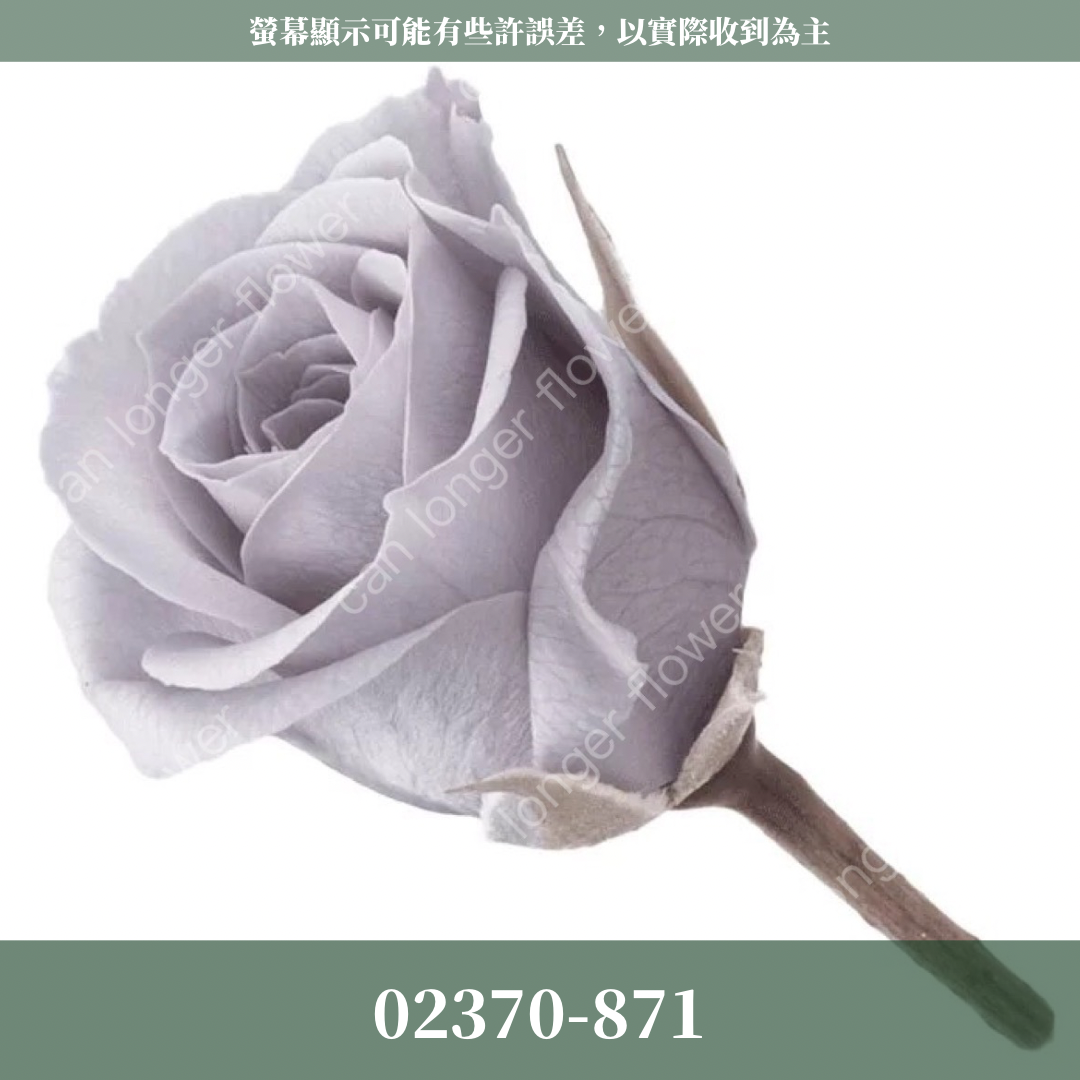 02370 日本迷你玫瑰