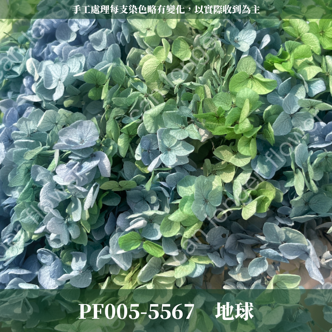 PF005 安娜繡球 單支 繡球花 台灣現貨 繡球 紫陽花