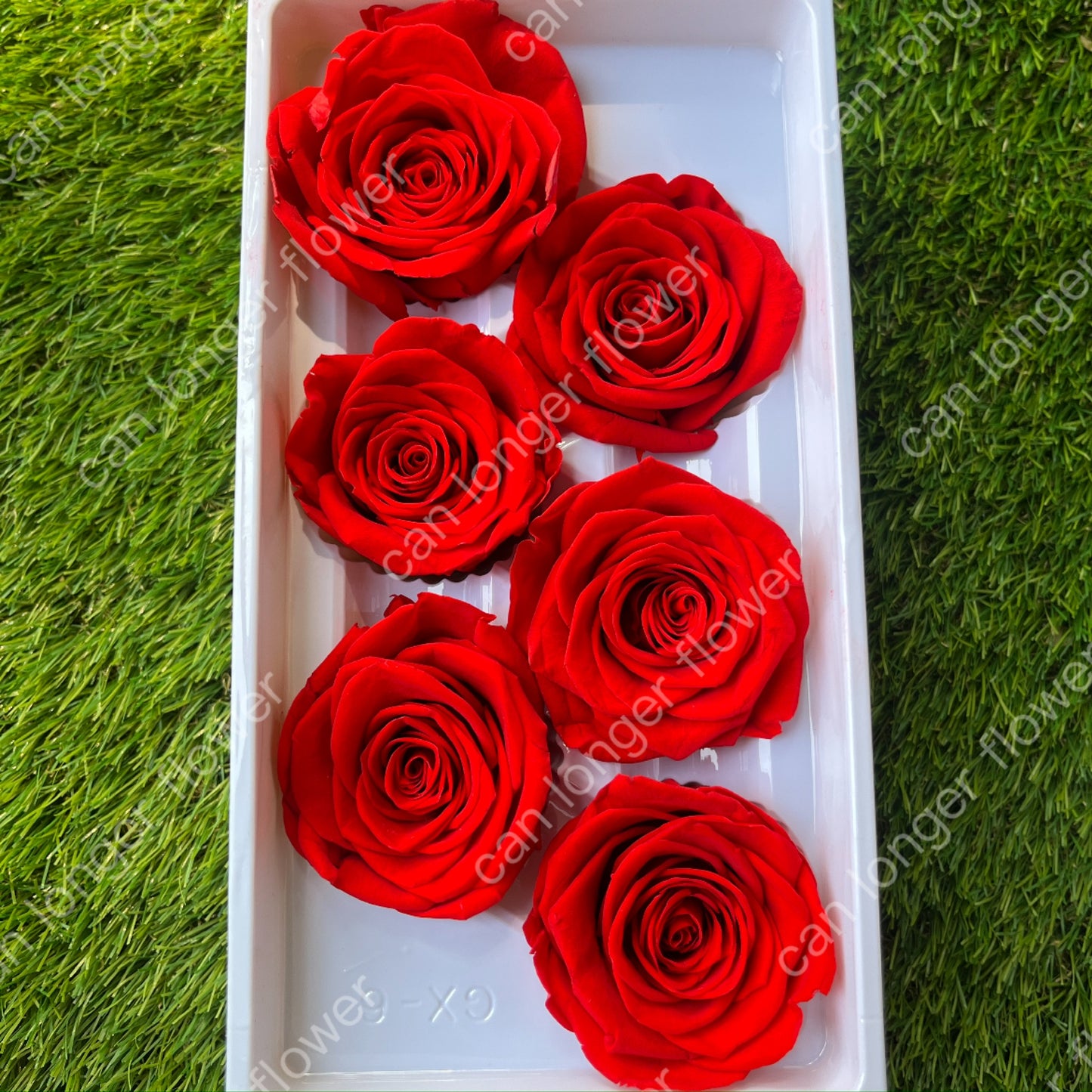 *** R06 永生玫瑰 5~6cm玫瑰 A級 6朵裝 不凋花 小香風玫瑰 色彩款式齊全 莫蘭迪