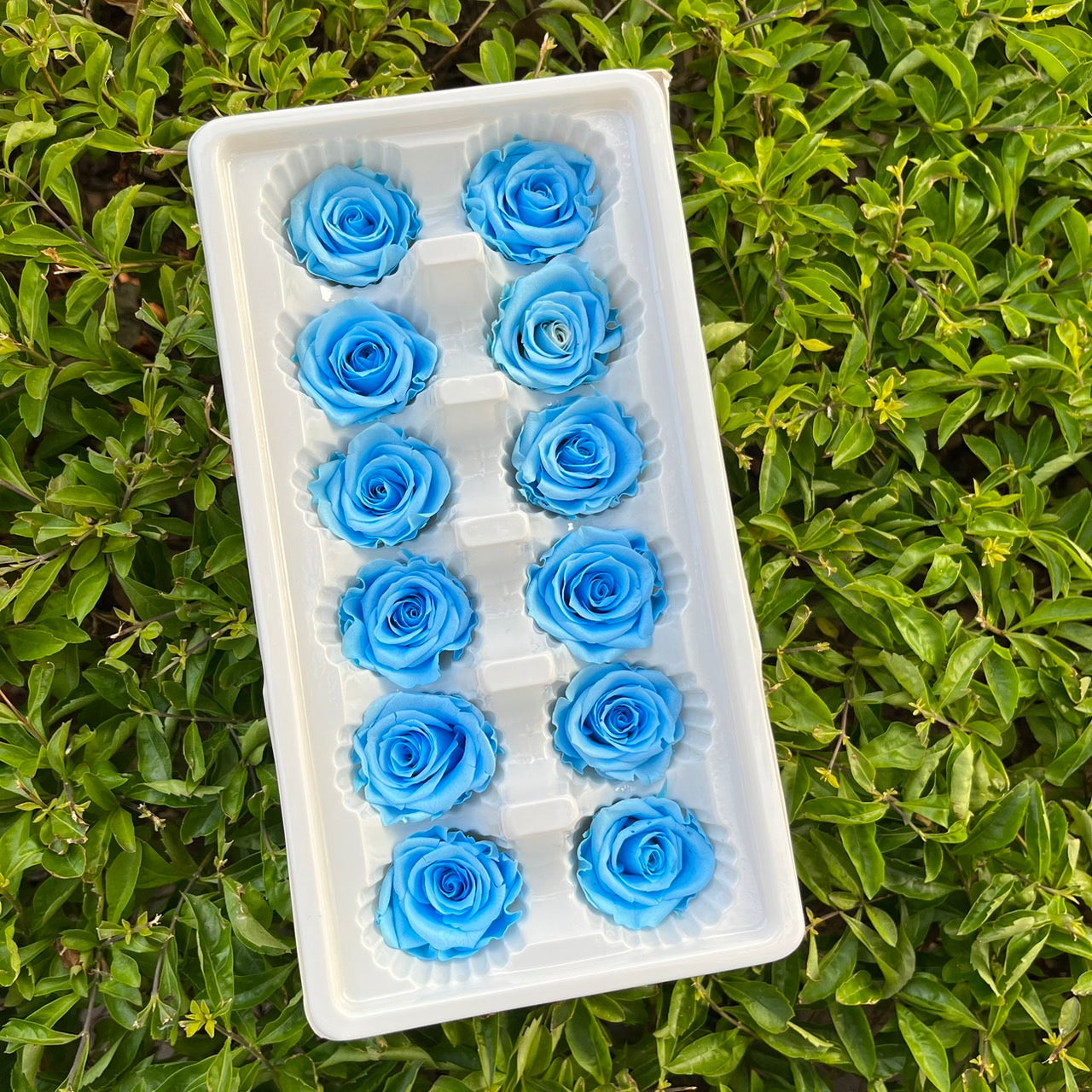 ✿ 台灣現貨 ✿R12 永生玫瑰 3~4cm玫瑰 A級 12朵裝 永生花 不凋花