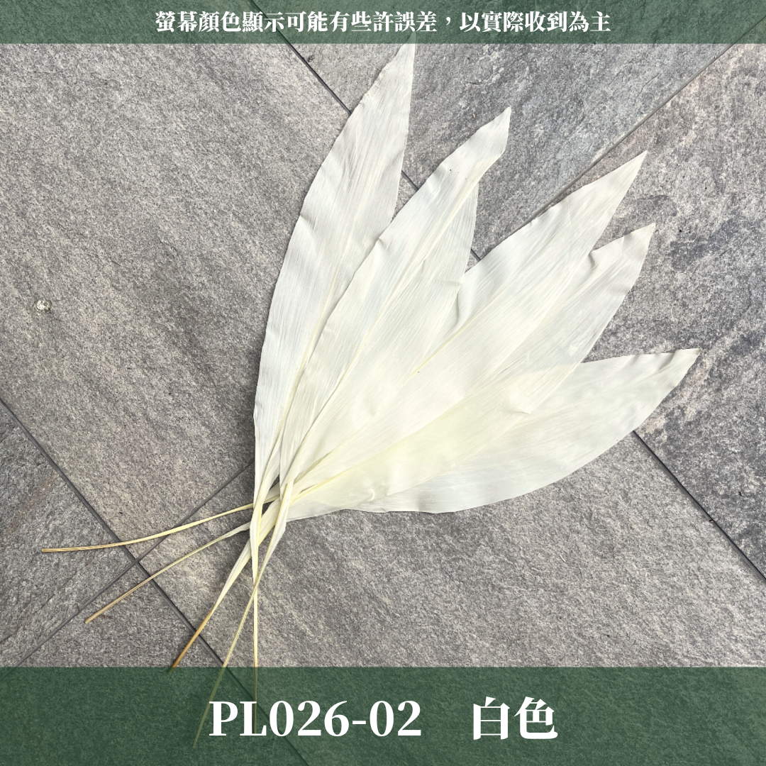 PL026 一葉蘭 (五支裝)台灣現貨 一葉致富 大型花藝花材