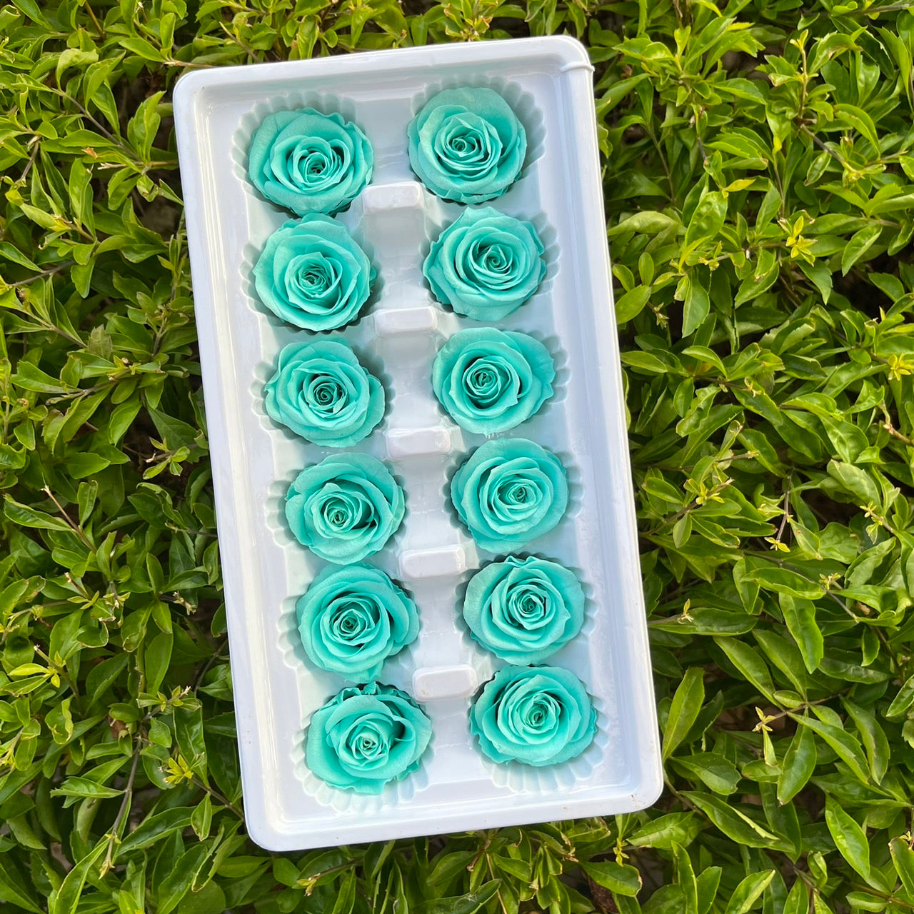 ✿ 台灣現貨 ✿R12 永生玫瑰 3~4cm玫瑰 A級 12朵裝 永生花 不凋花