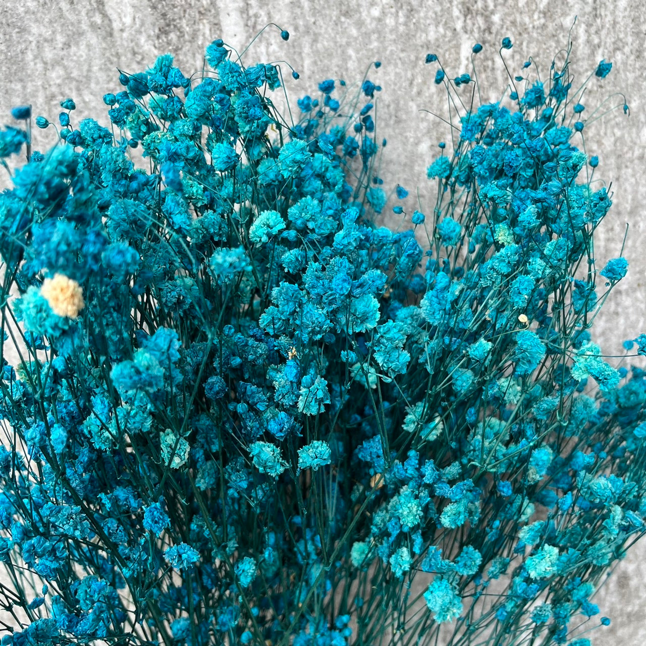 pf001S滿天星 夢幻星 永生花 小份量 捧花胸花 桌花花束 不凋花 手作DIY材料