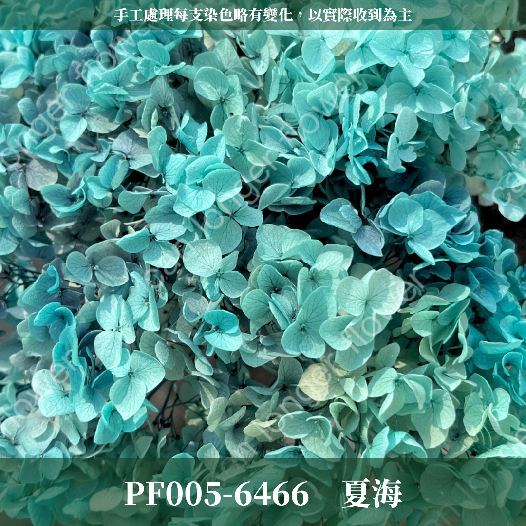 PF005 安娜繡球 單支 繡球花 台灣現貨 繡球 紫陽花
