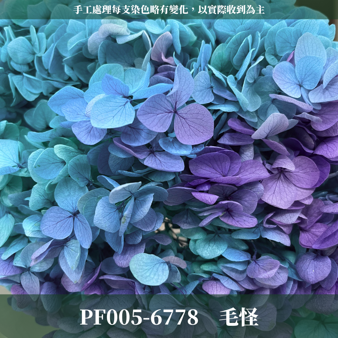 PF005 安娜繡球 單支 繡球花 台灣現貨 繡球 紫陽花