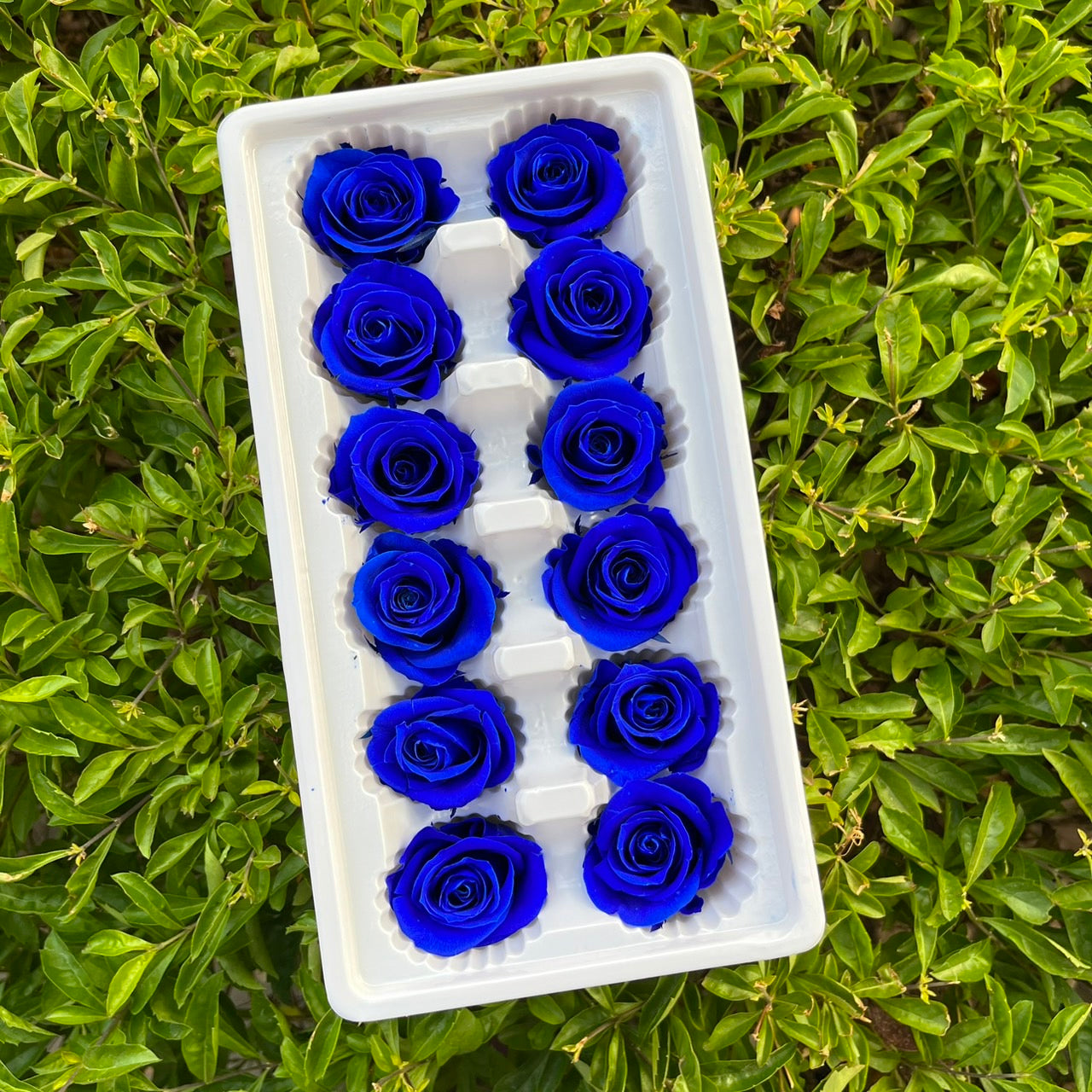 ✿ 台灣現貨 ✿R12 永生玫瑰 3~4cm玫瑰 A級 12朵裝 永生花 不凋花