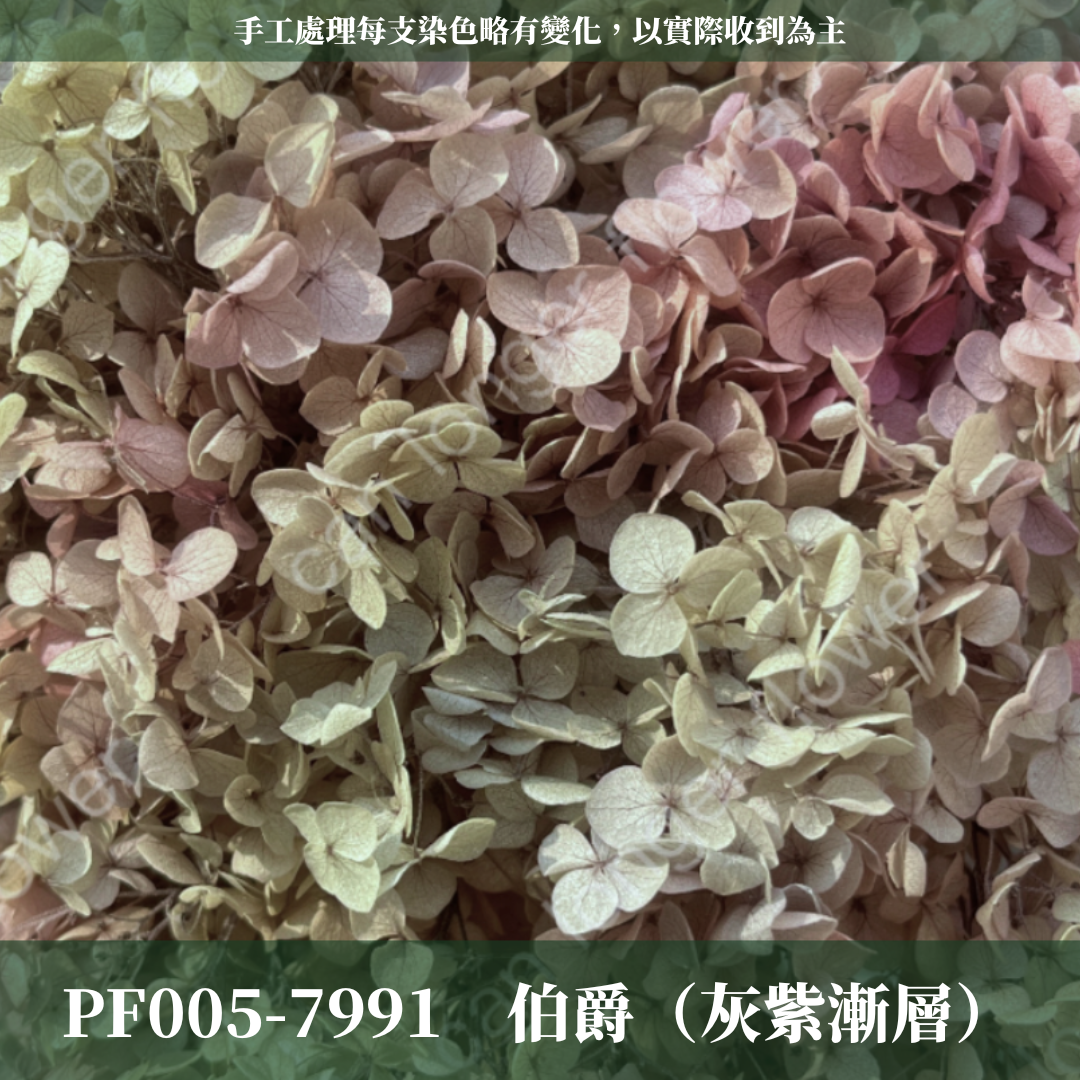 PF005 安娜繡球 單支 繡球花 台灣現貨 繡球 紫陽花