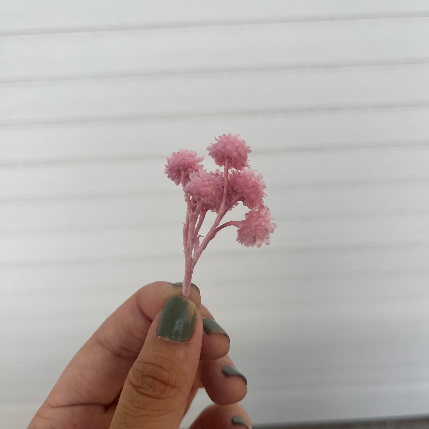 32052臘菊(約3克) 日本大地農園 小份量