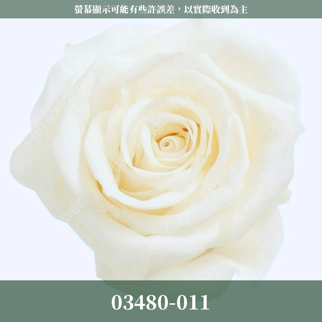 【台灣現貨】花大伯 03480 日本大地農園 中玫瑰 9朵裝 原裝 款式色彩齊全 永生玫瑰 不凋玫瑰