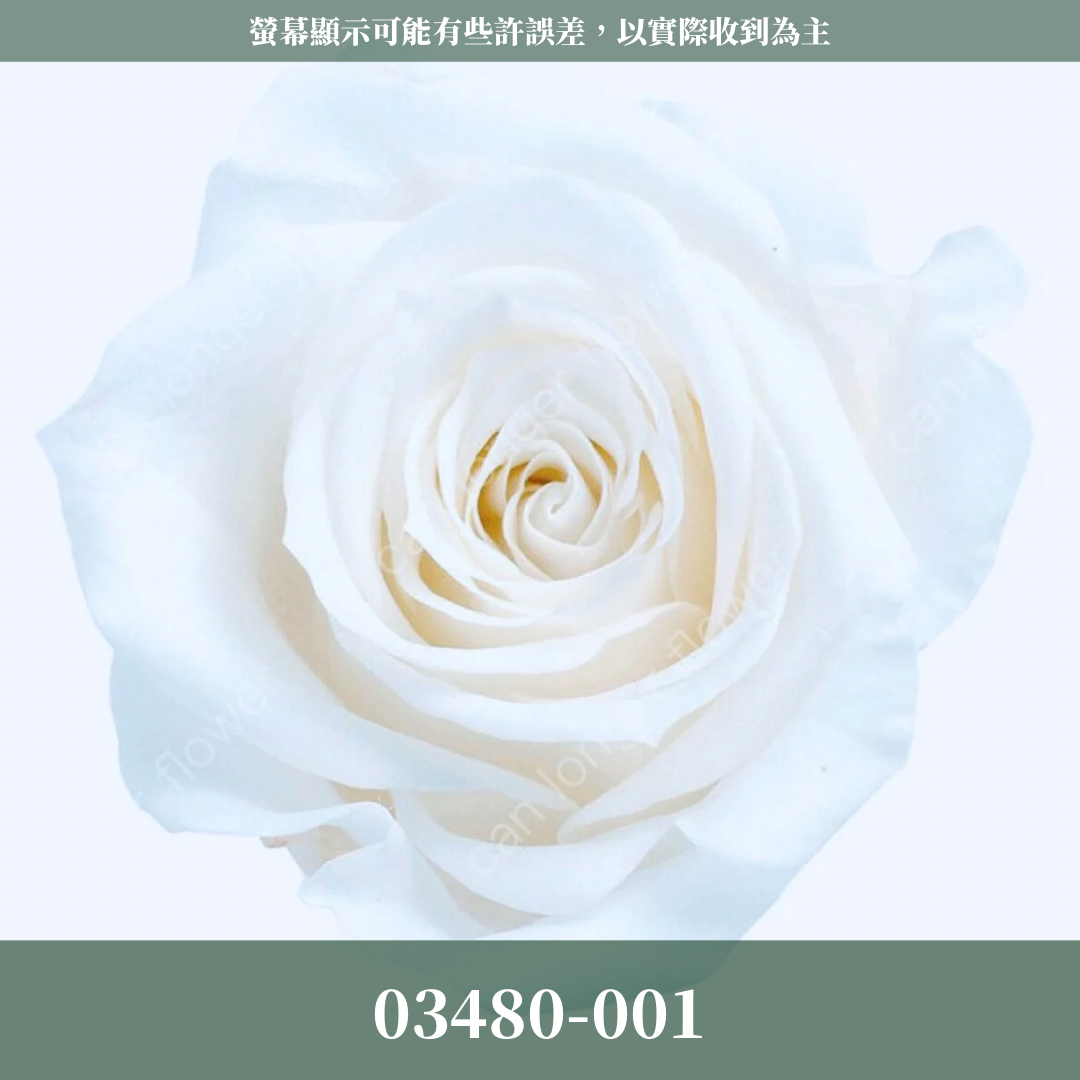 【台灣現貨】花大伯 03480 日本大地農園 中玫瑰 9朵裝 原裝 款式色彩齊全 永生玫瑰 不凋玫瑰