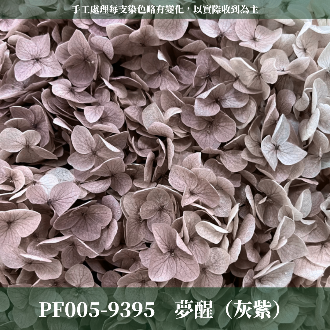 PF005 安娜繡球 單支 繡球花 台灣現貨 繡球 紫陽花