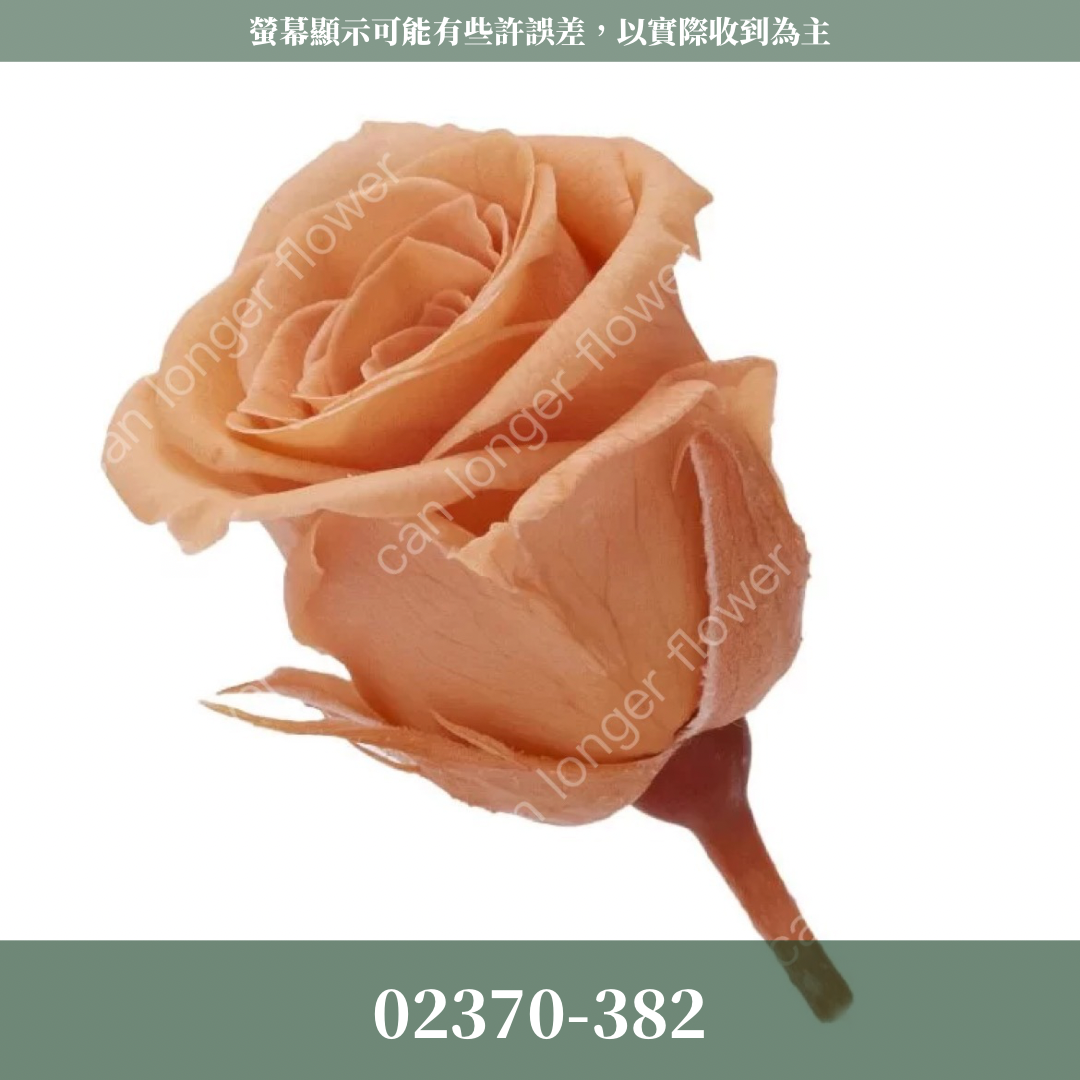 02370 日本迷你玫瑰