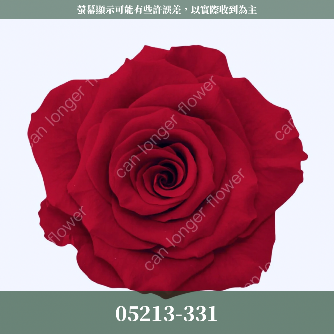 05213 滿開玫瑰