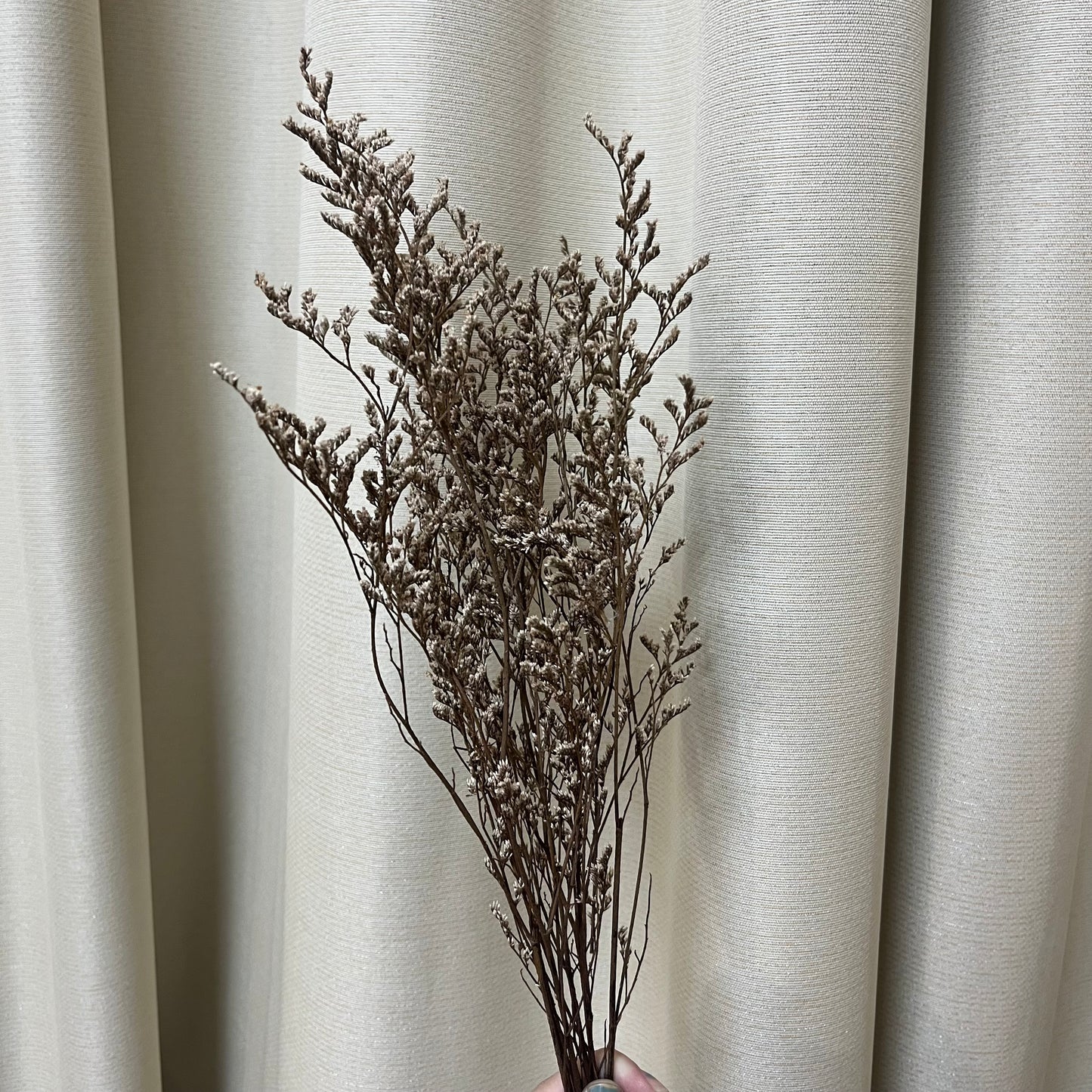 PF004卡斯比亞/情人草 永生花 吸色/漂色 小份量 不凋花 捧花 攝影道具 裝飾