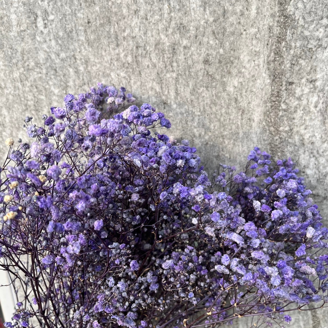 pf001S滿天星 夢幻星 永生花 小份量 捧花胸花 桌花花束 不凋花 手作DIY材料