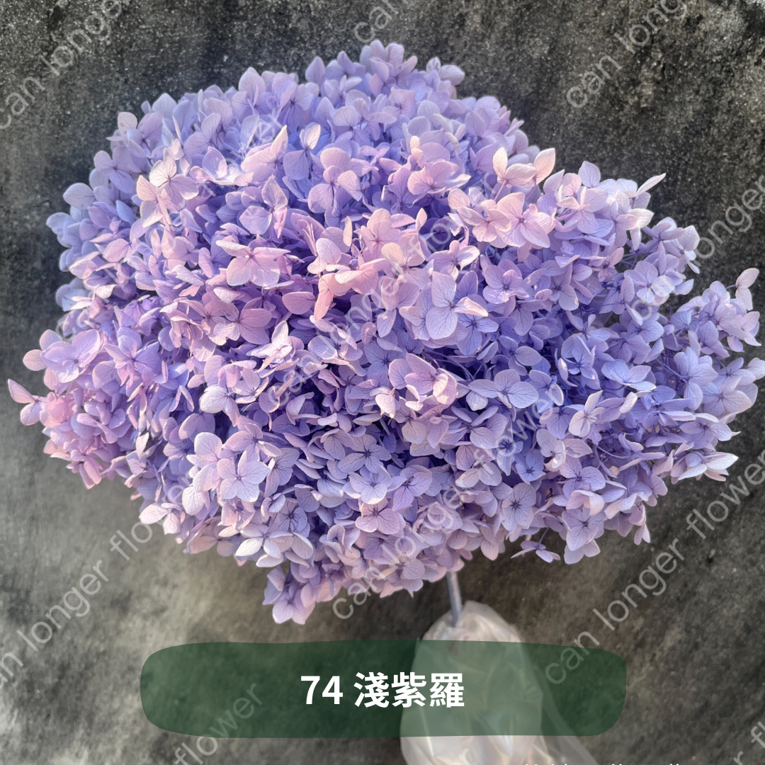 ✿ 台灣現貨 ✿ PF005 安娜繡球 單支 繡球花 繡球 紫陽花