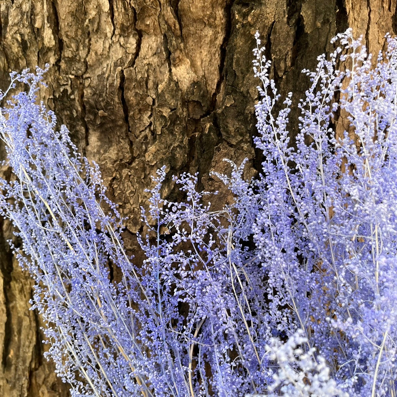 【台灣現貨】PA027-S 米蒿