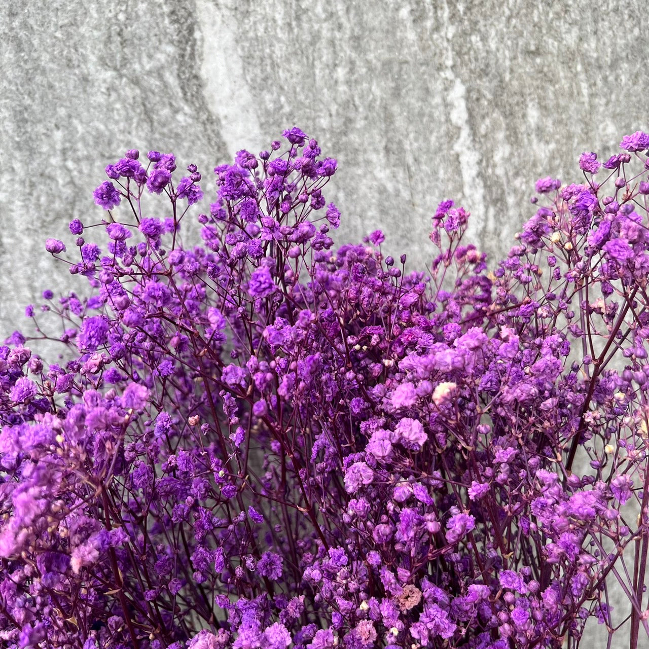 pf001S滿天星 夢幻星 永生花 小份量 捧花胸花 桌花花束 不凋花 手作DIY材料
