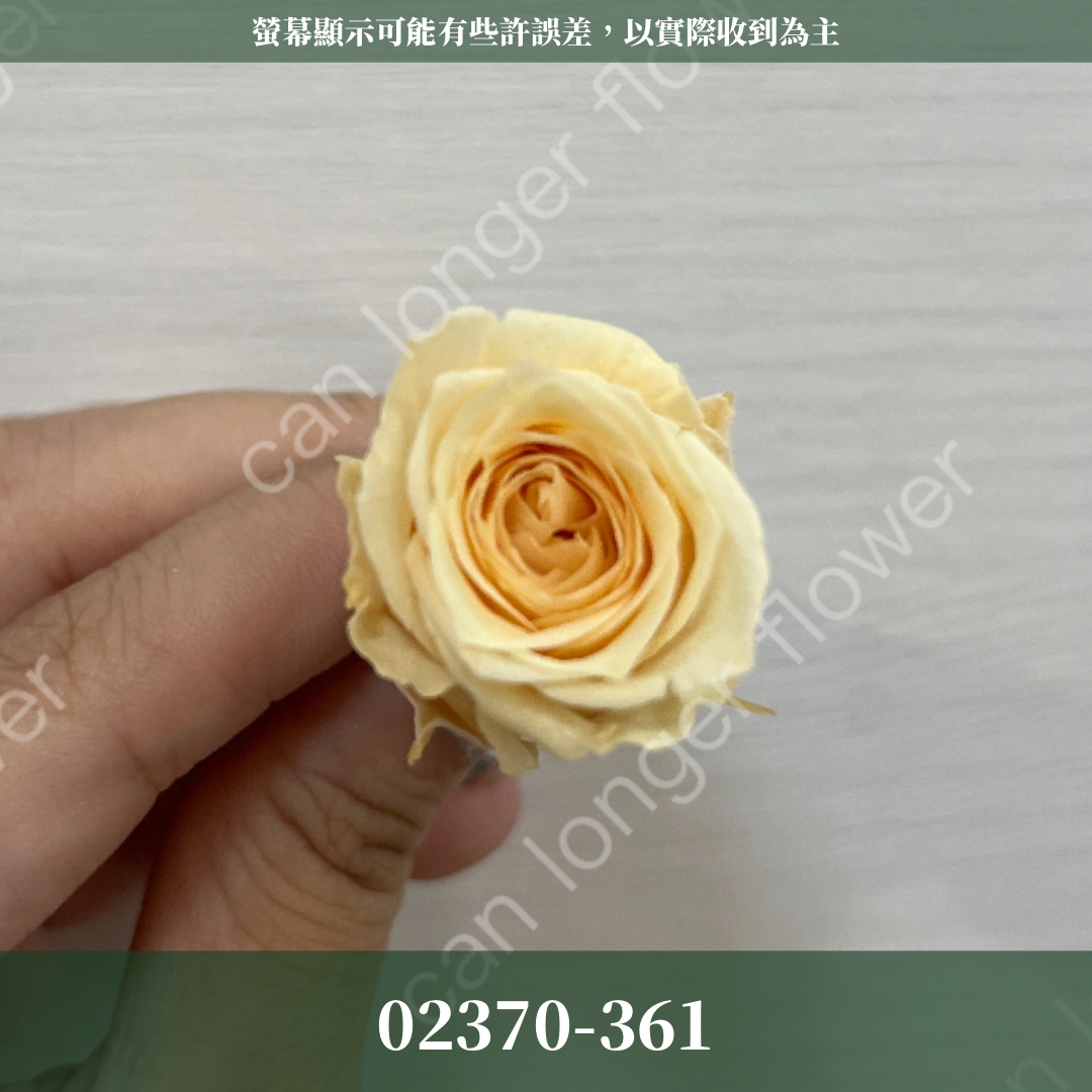 02370 日本迷你玫瑰