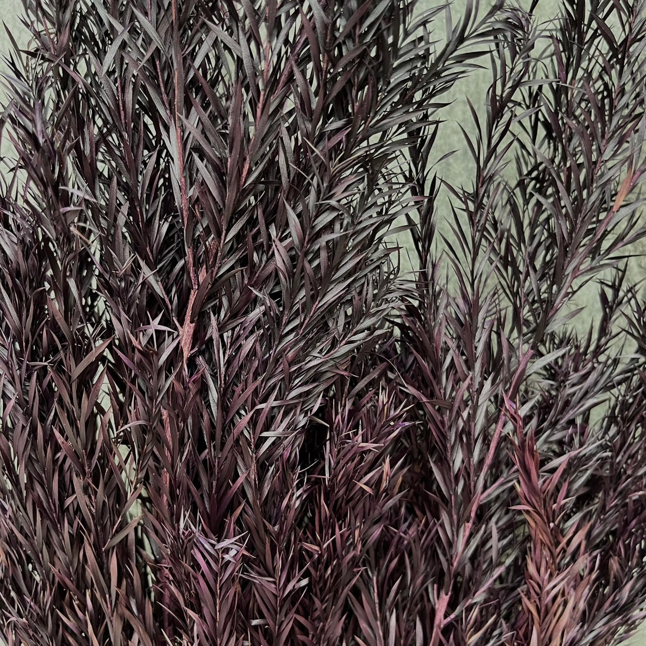 【台灣現貨】PL010S茶樹 茶樹葉 千層金 永生 小份量 節慶裝飾 聖誕花材 DIY 材料包