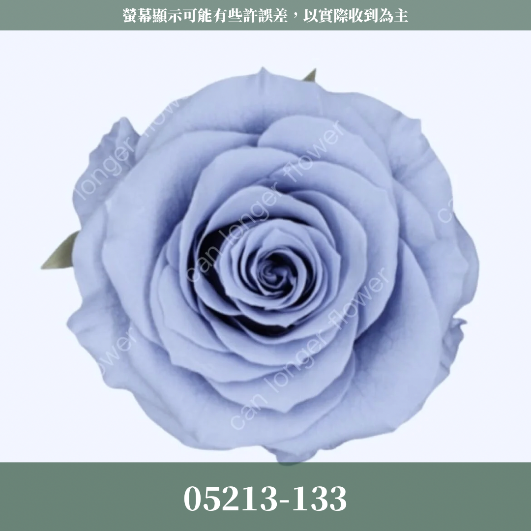 05213 滿開玫瑰