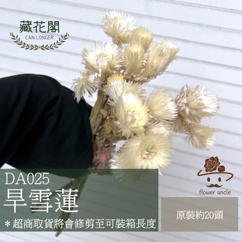 ✿ 台灣現貨 ✿ DA025 旱雪蓮