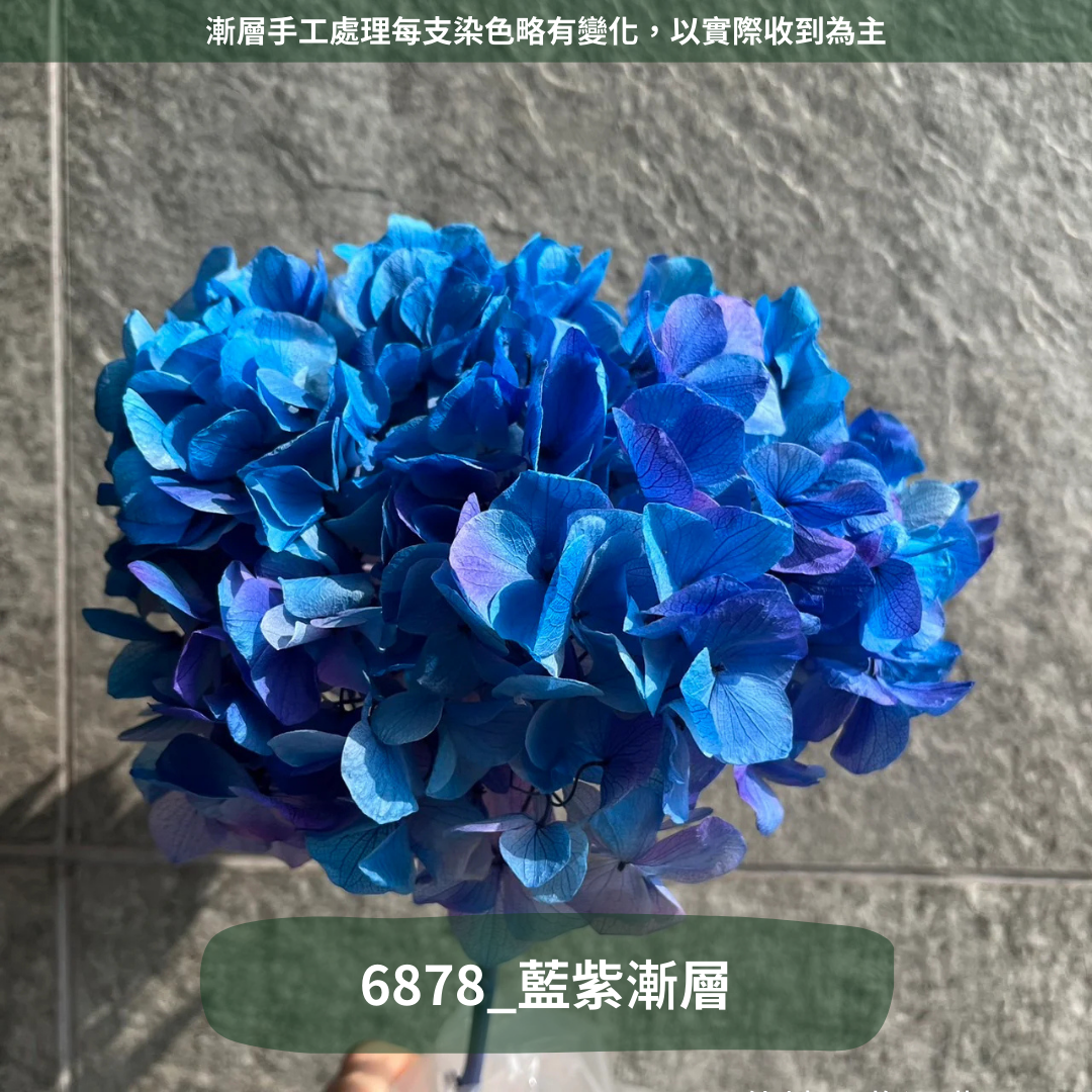 ✿ 台灣現貨 ✿ PF005B大葉繡球