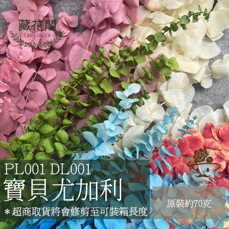✿ 台灣現貨 ✿ PL001s DL001s 寶貝尤加利 圓葉尤加利 小包