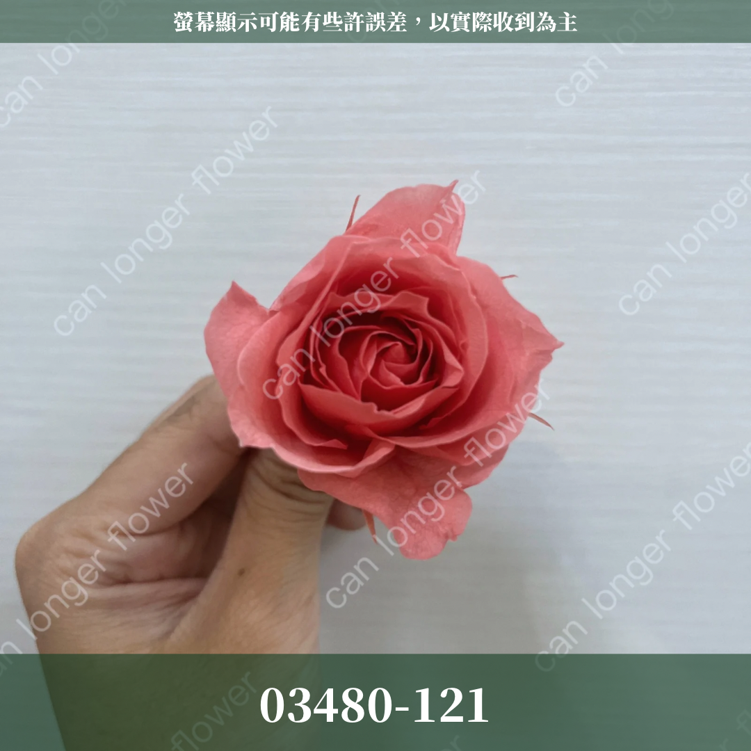 【台灣現貨】花大伯 03480 日本大地農園 中玫瑰 9朵裝 原裝 款式色彩齊全 永生玫瑰 不凋玫瑰