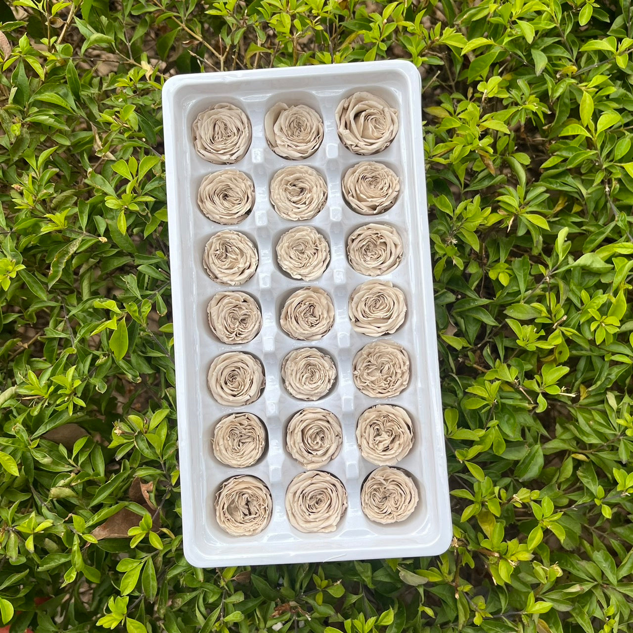 【台灣現貨】花大伯 OR21 永生玫瑰 2~3cm奧斯汀 泡泡玫瑰 巧克力奧斯汀 A級 21朵裝 不凋花