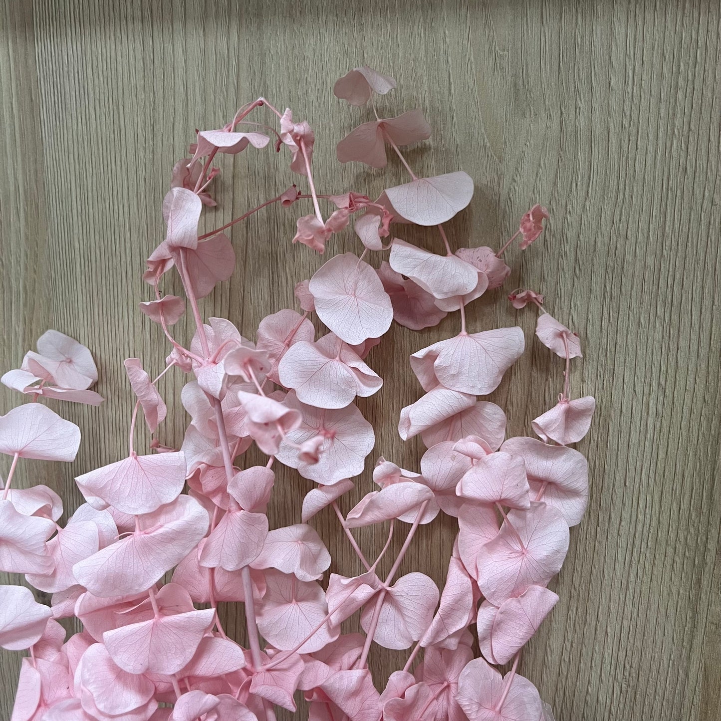 PL002-S 大軟葉尤加利 尤加利 永生花 不凋花 小份量