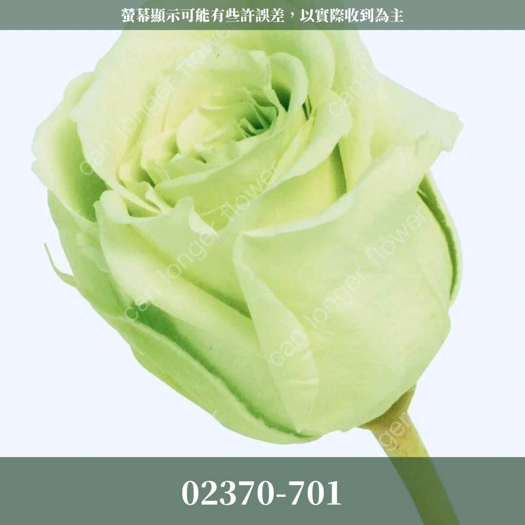 02370 日本迷你玫瑰