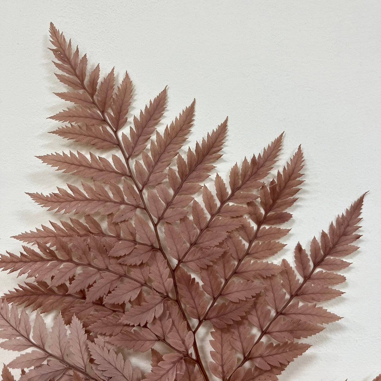 【台灣現貨】PL014 高山羊齒 姬蕨葉 碗蕨 原裝/小份 花盅配件 手作花材 捧花 捧花花材