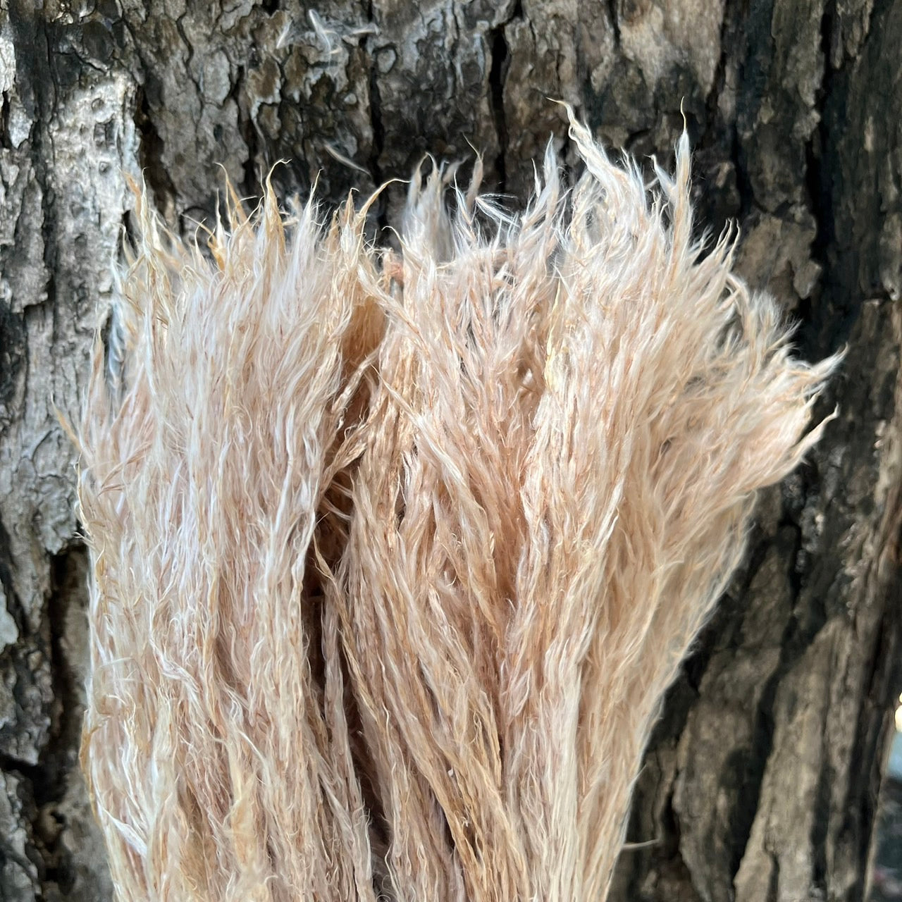 【台灣現貨】DF016B拂塵蘆葦 拂塵 金絲草 乾燥 原裝/小份量 乾燥花素材 居家裝飾花材 花藝設計 居家佈置