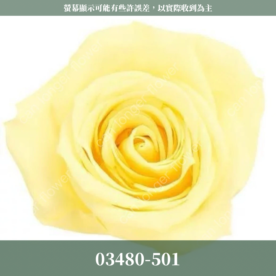【台灣現貨】花大伯 03480 日本大地農園 中玫瑰 9朵裝 原裝 款式色彩齊全 永生玫瑰 不凋玫瑰