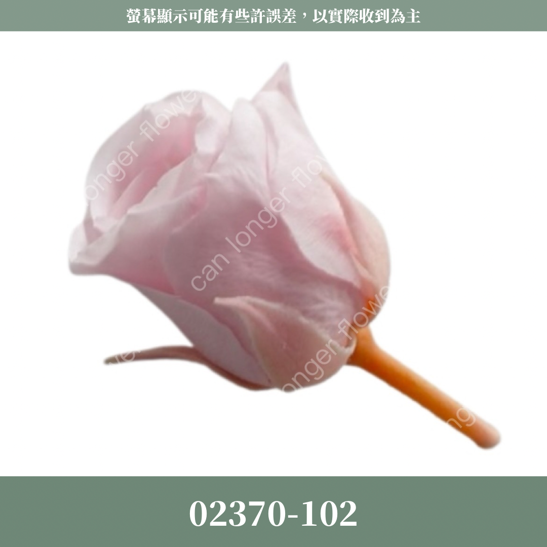 02370 日本迷你玫瑰