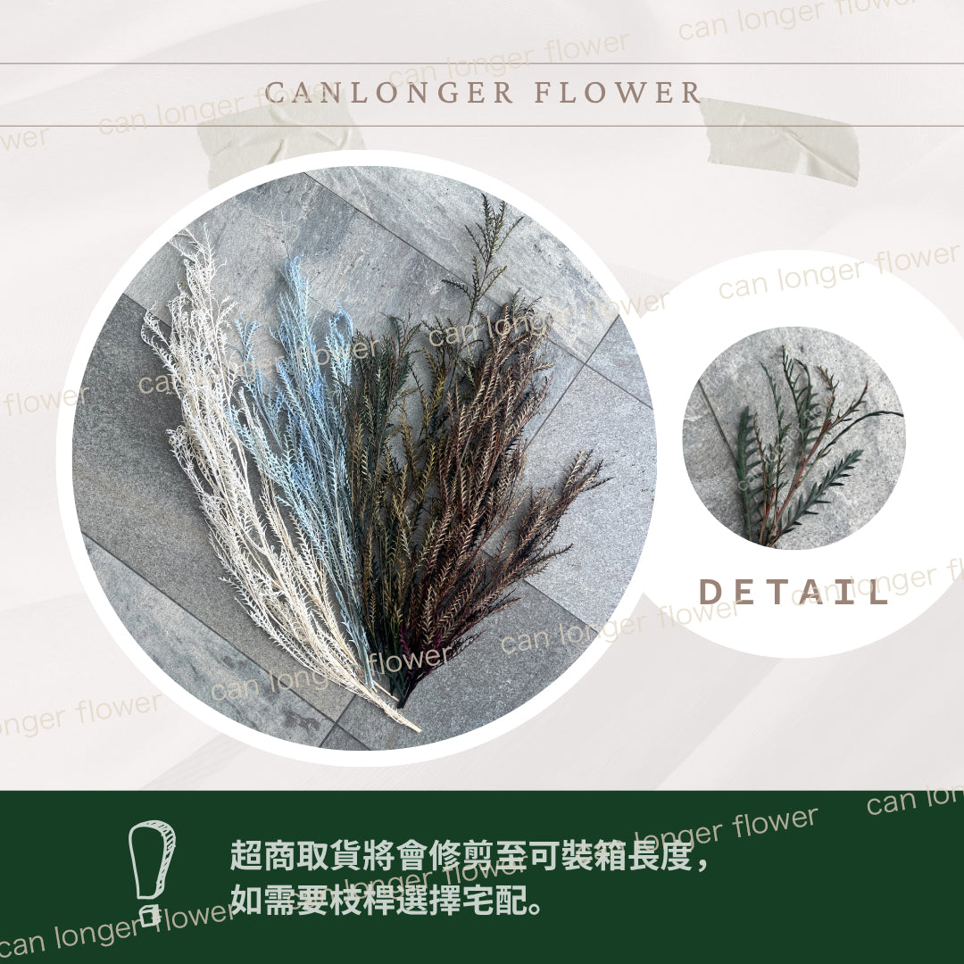 PL016 劍齒葉 (大小3隻) 台灣現貨