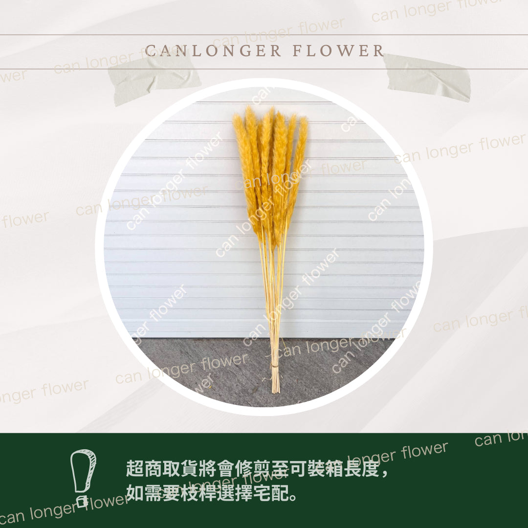 ✿ 台灣現貨 ✿ DF016A 小蘆葦 乾燥