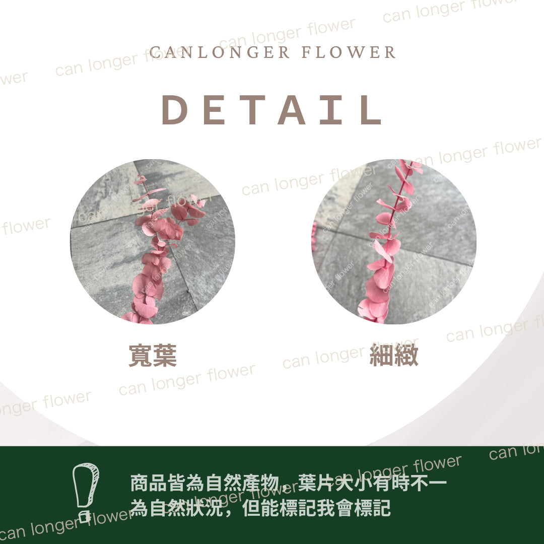 ✿ 台灣現貨 ✿ PL001s DL001s 寶貝尤加利 圓葉尤加利 小包