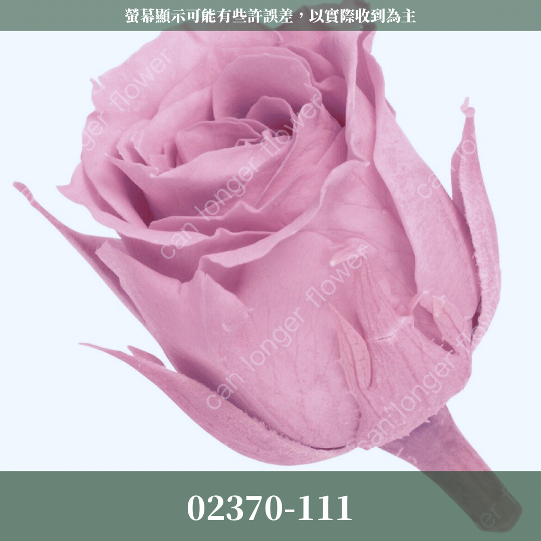 02370 日本迷你玫瑰
