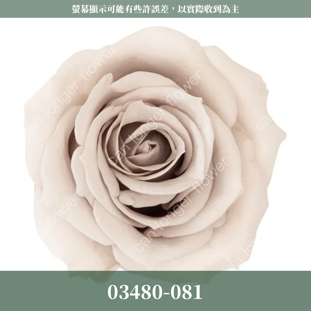 【台灣現貨】花大伯 03480 日本大地農園 中玫瑰 9朵裝 原裝 款式色彩齊全 永生玫瑰 不凋玫瑰
