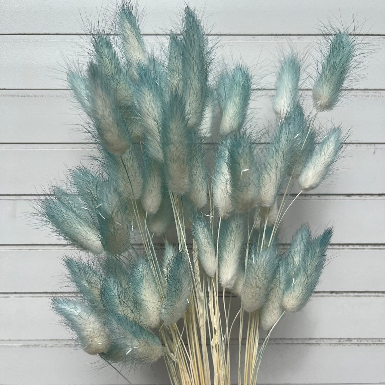 ✿ 台灣現貨 ✿ DA001s兔尾草 10支