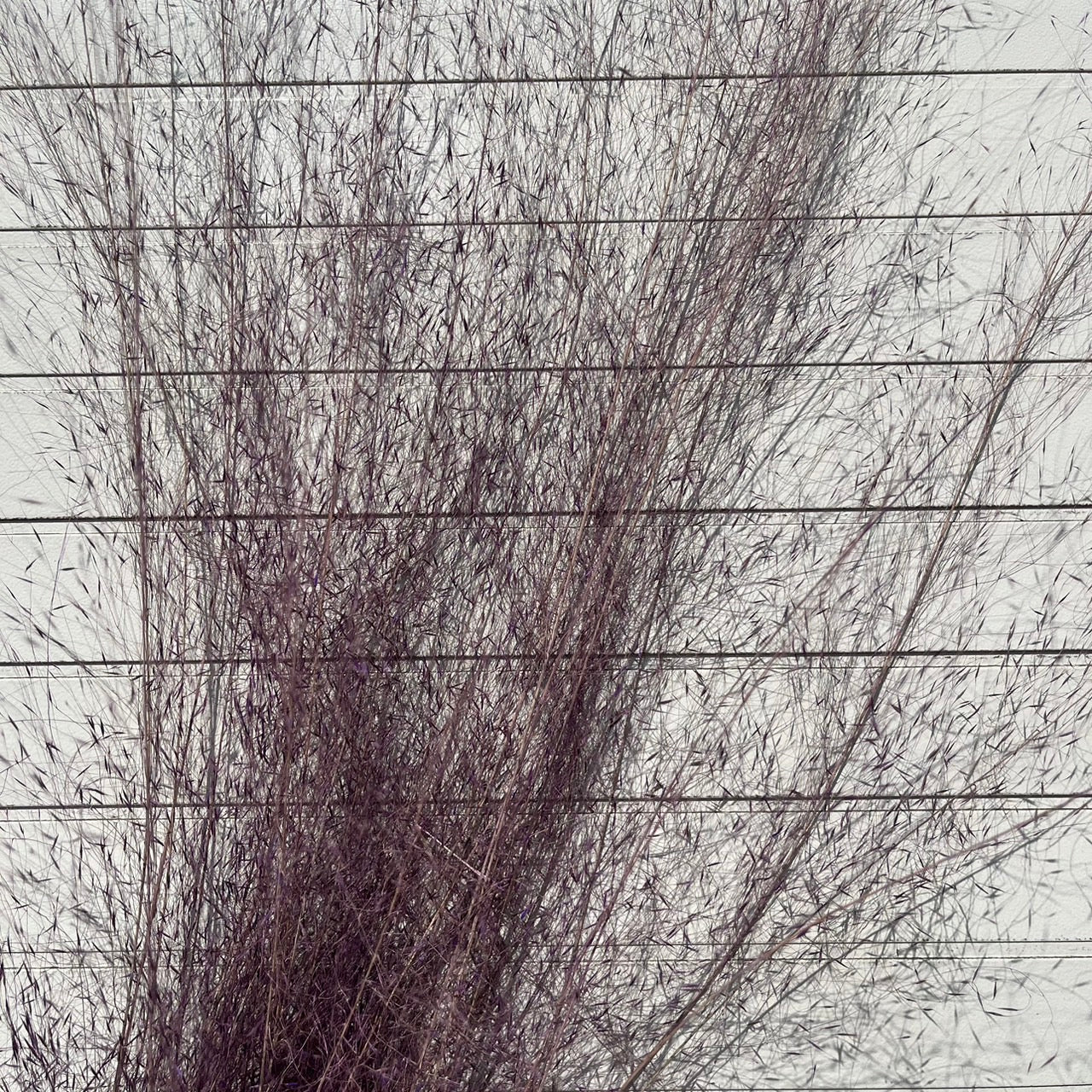 【台灣現貨】PL031粉黛草 粉黛 亂子草 芒草 永生花 原裝/小份 點綴花材 夢幻 DIY 材料包